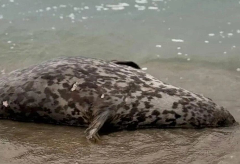 Xəzər sahilində suiti cəsədləri AŞKARLANDI