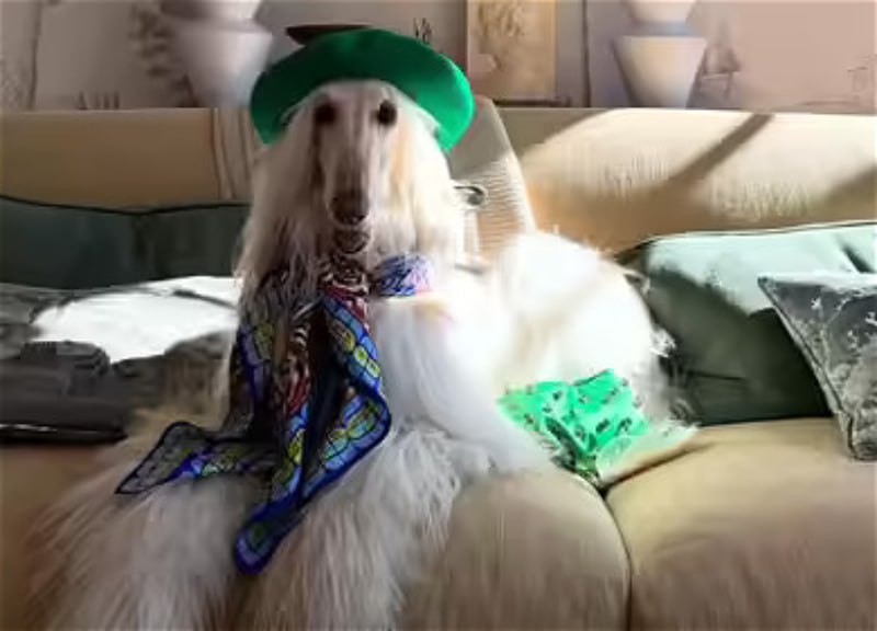 Yeni stil ikonasına çevrilən “Samanta” adlı əfqan tazısı – FOTO Yeni stil ikonasına çevrilən “Samanta” adlı əfqan tazısı – FOTO