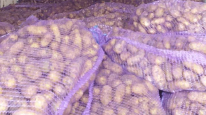 Gürcüstandan gətirilən 24 ton kartof məhv ediləcək – SƏBƏB - FOTO