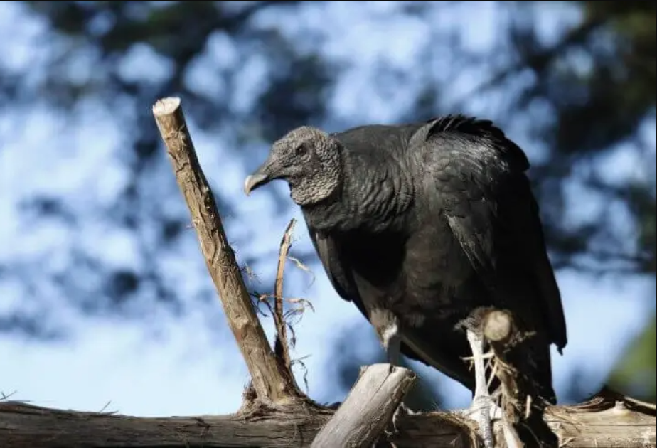 Xaçmazda Qırmızı kitaba daxil edilmiş quş AŞKARLANDI Xaçmazda Qırmızı kitaba daxil edilmiş quş AŞKARLANDI