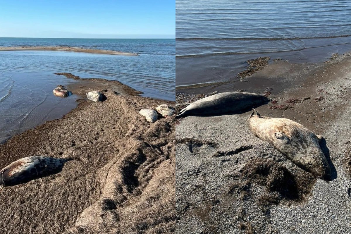 Xəzər dənizinin sahilində onlarla ölü suiti tapıldı - FOTO Xəzər dənizinin sahilində onlarla ölü suiti tapıldı - FOTO