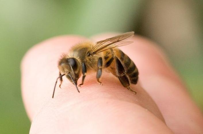 Şahbuzda arı sancan kişi HƏYATINI İTİRDİ Şahbuzda arı sancan kişi HƏYATINI İTİRDİ