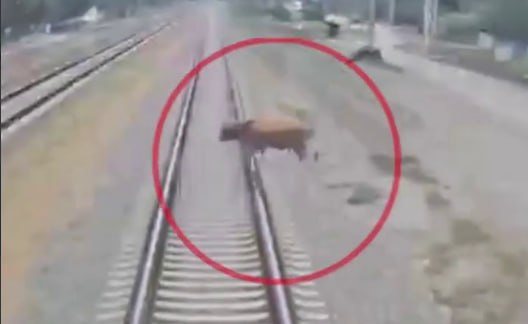 Dəmir yoluna çıxan mal-qara qatarlara təhlükə yaratdı – ANBAAN VİDEO