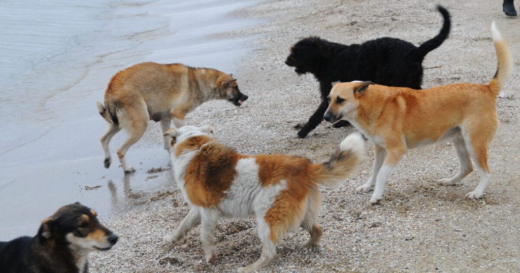 Şəkidə iki nəfərə it HÜCUM ETDİ Şəkidə iki nəfərə it HÜCUM ETDİ