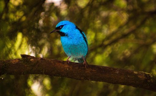 Quşların günəşi mahnılarla qarşılamasının SƏBƏBİ - YENİ ARAŞDIRMA Quşların günəşi mahnılarla qarşılamasının SƏBƏBİ - YENİ ARAŞDIRMA