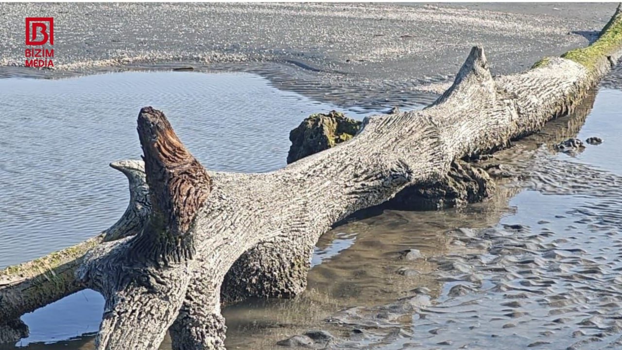 Lənkəranda Xəzərdən “itmiş meşə” üzə çıxdı – FOTO