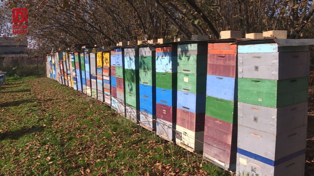 Zaqatalada arılar kütləvi halda MƏHV OLUR – Karantin tətbiq olunacaq? – FOTO