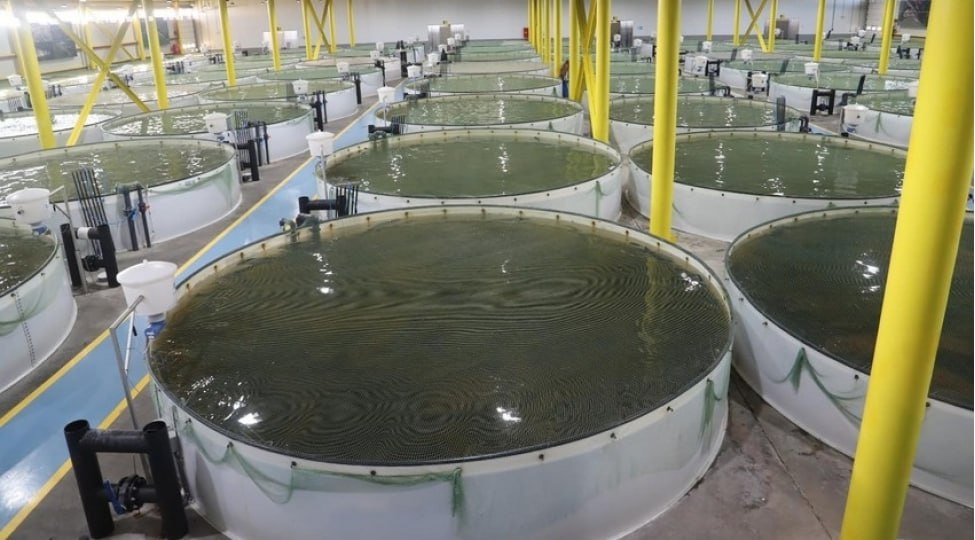 Ekologiyadan kənd təsərrüfatına keçid - Struktur dəyişikliyi nə vəd edir? – RƏSMİ AÇIQLAMA