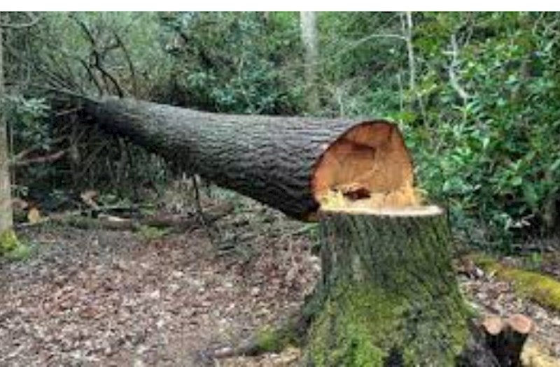 Ölkəmizdə yaşıllıqlara 84 min manatdan çox ZİYAN VURULDU Ölkəmizdə yaşıllıqlara 84 min manatdan çox ZİYAN VURULDU