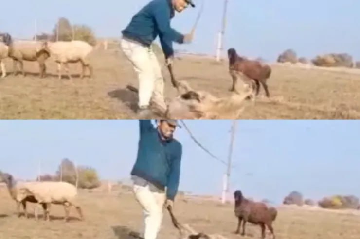 Samuxda qoyunu vəhşicəsinə döyən SAXLANILDI