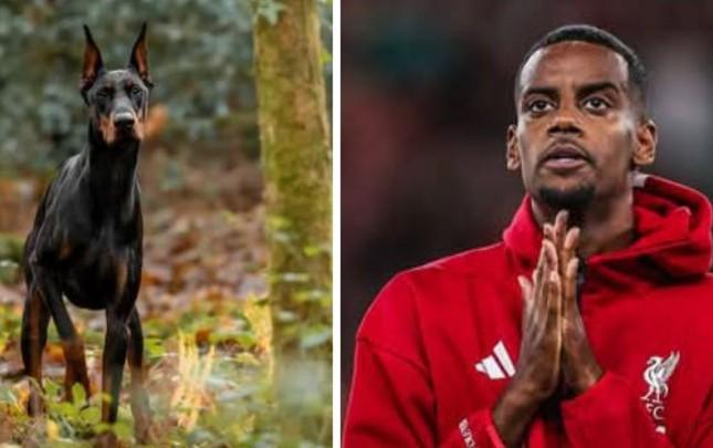 Ölümlə hədələndiyi üçün it ALDI