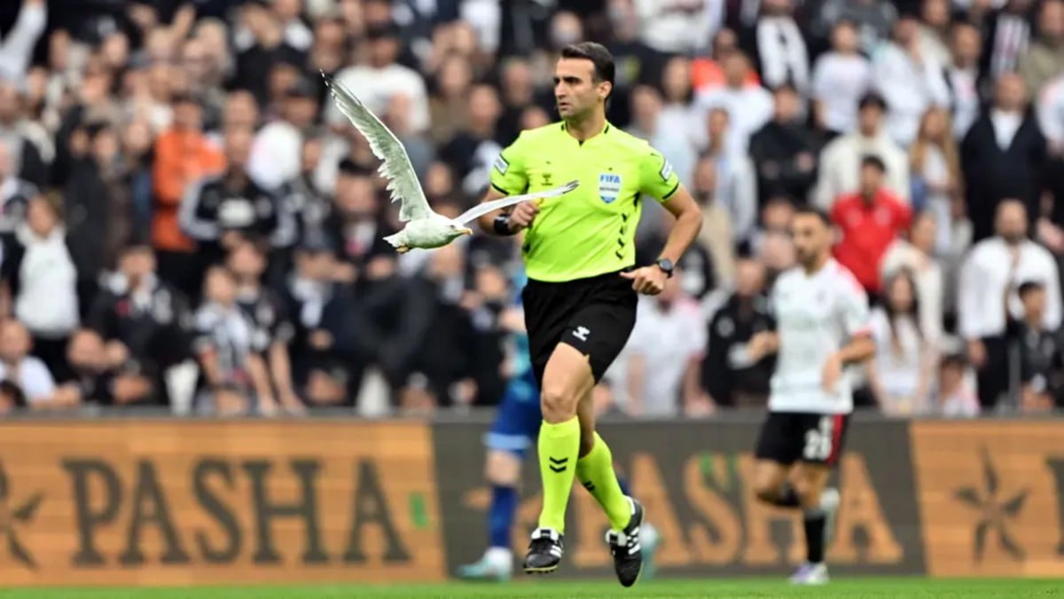 "Beşiktaş"ın matçında kuryoz hadisə: Meydançaya qağayı girdi - VİDEO "Beşiktaş"ın matçında kuryoz hadisə: Meydançaya qağayı girdi - VİDEO
