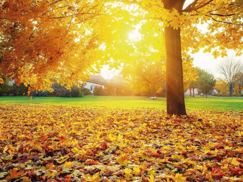 Rekord temperatur QEYDƏ ALINDI – Bu qış qar üzünə həsrət QALA BİLƏRİK... Rekord temperatur QEYDƏ ALINDI – Bu qış qar üzünə həsrət QALA BİLƏRİK...