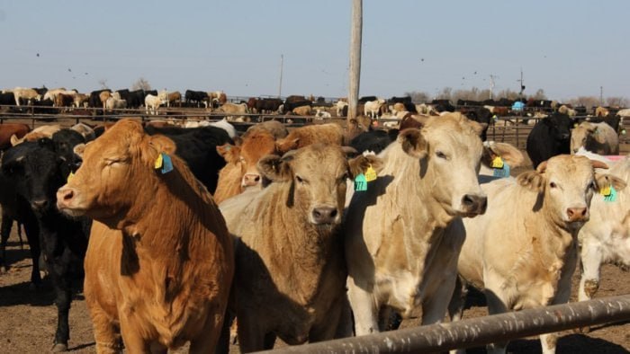 Heyvanlar arasında yayılan dabaq infeksiyası ilə bağlı SON VƏZİYYƏT – RƏSMİ