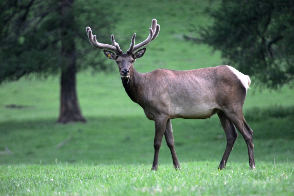 Maral 12 il ona qulluq edən qadını öldürdü