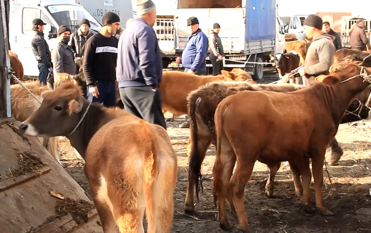 Bu heyvan bazarları fəaliyyət göstərməyəcək - XƏBƏRDARLIQ