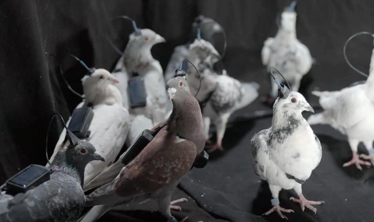 Rusiyada ilk göyərçin-biodronlar TƏQDİM EDİLDİ - FOTO