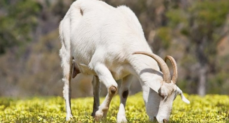 Niyə bazar və ət dükanlarında keçi əti satılmır? - Ekspert