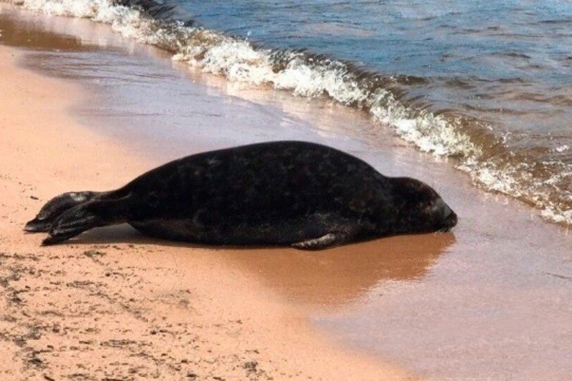 Xəzərin sahilində suiti cəsədləri AŞKARLANDI