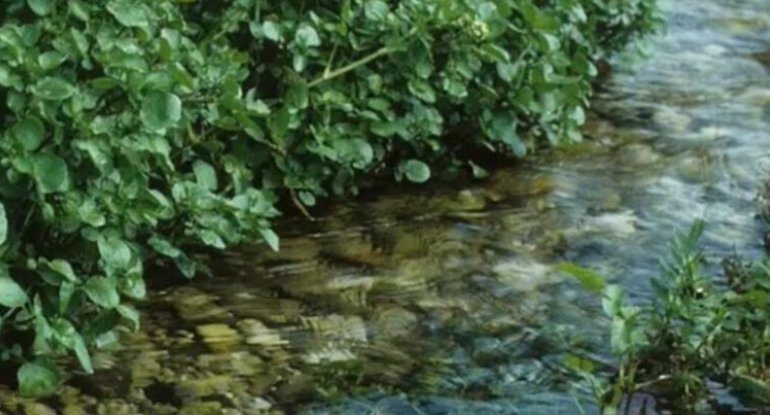 Nə çuğundur, nə brokoli, nə də ispanaq: Dünyanın ən sağlam tərəvəzi açıqlandı