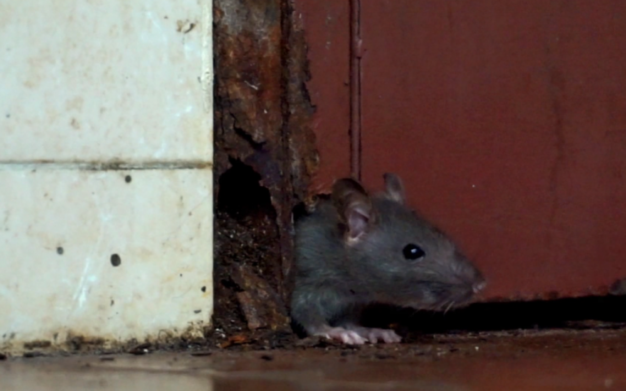 Bakıda siçovullar maşınlara zərər vurdu - VİDEO Bakıda siçovullar maşınlara zərər vurdu - VİDEO