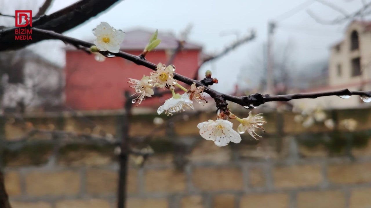 Bar vermədiyinə görə kəsmək istədiyi ağac 10 il sonra məhsul verdi – FOTO/VİDEO Bar vermədiyinə görə kəsmək istədiyi ağac 10 il sonra məhsul verdi – FOTO/VİDEO