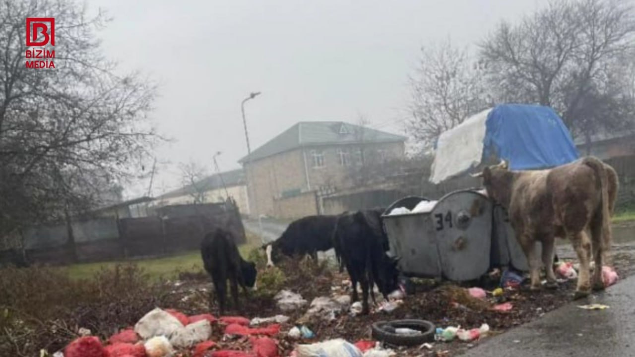 Bu qəsəbədə məişət tullantıları günlərdir daşınmır – FOTO
