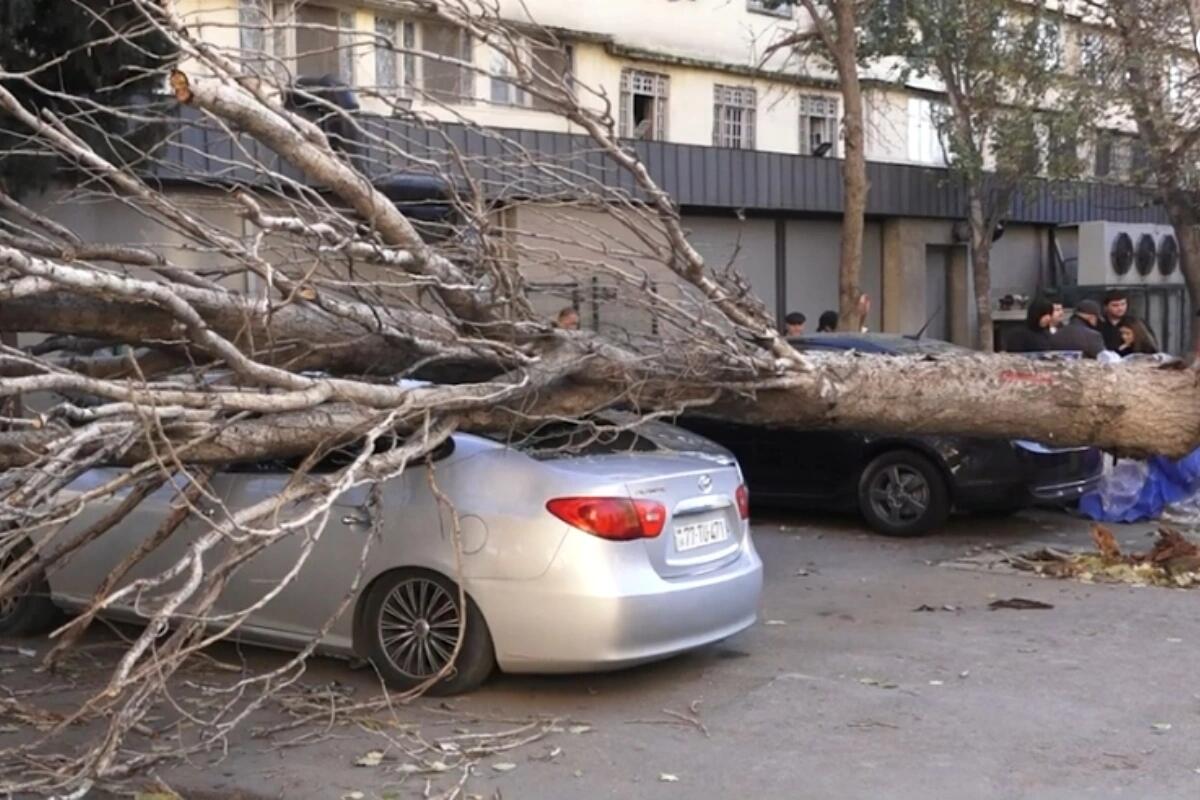 Bakıda irigövdəli ağac maşının üzərinə AŞDI Bakıda irigövdəli ağac maşının üzərinə AŞDI