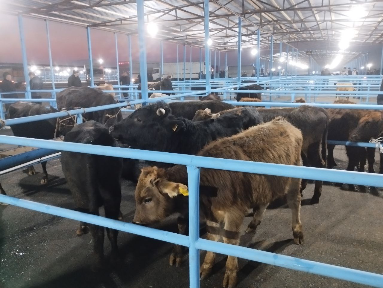 İki ay bağlı qalan Bərdə Mal Bazarı yenidən AÇILDI - FOTO İki ay bağlı qalan Bərdə Mal Bazarı yenidən AÇILDI - FOTO