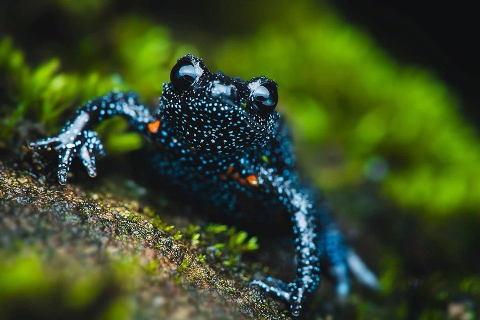 Fotoqraflar nadir qurbağaların ölümünə səbəb oldular &ndash; FOTO