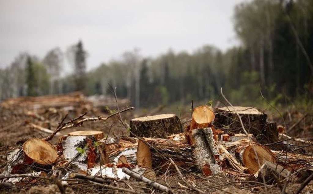 Dörd rayonda təbiətə 300 min manata yaxın ziyan vurulub Dörd rayonda təbiətə 300 min manata yaxın ziyan vurulub