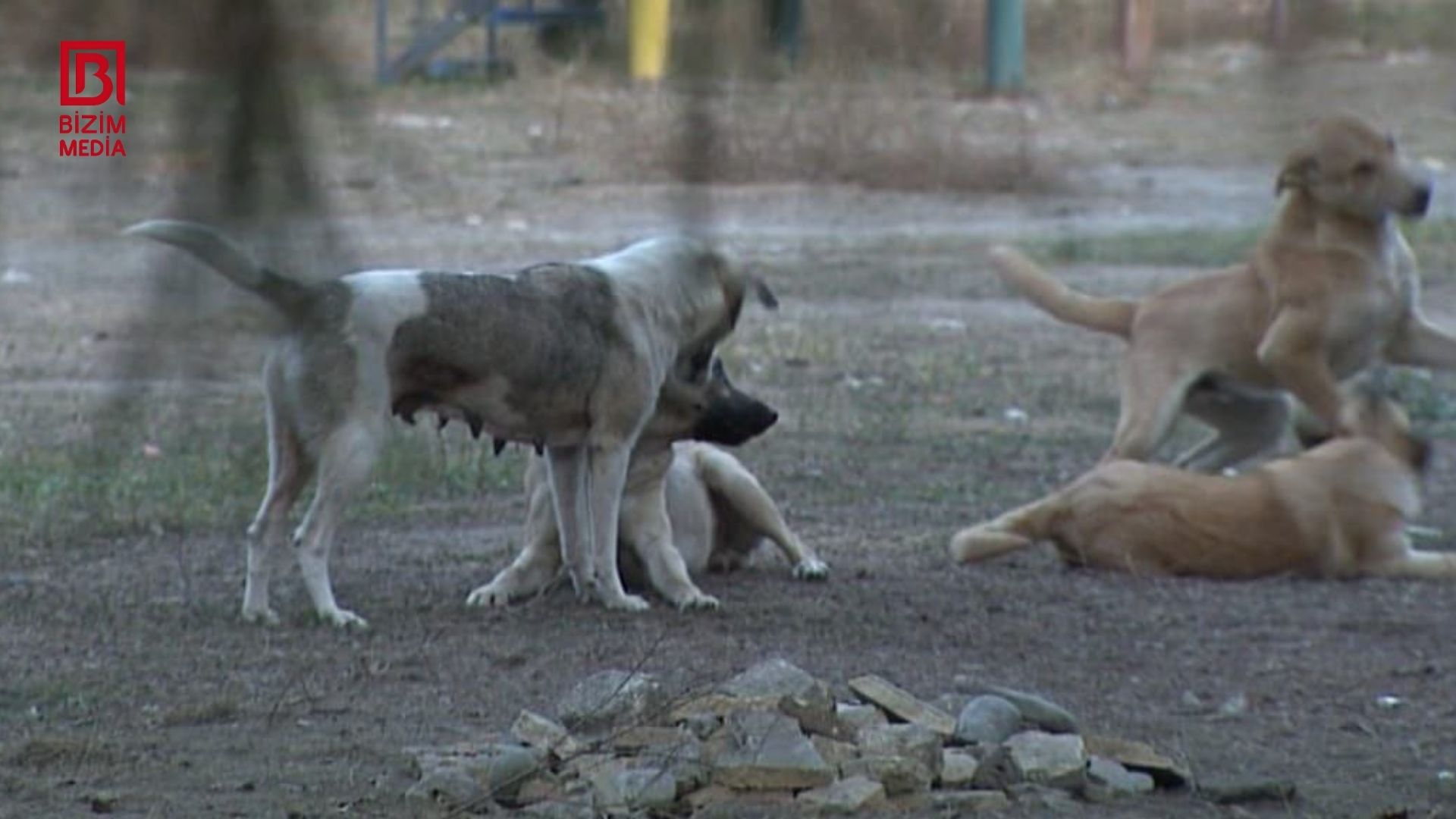 Ucarda sahibsiz itlər 61 yaşlı kişiyə hücum etdi &ndash; FOTO/VİDEO