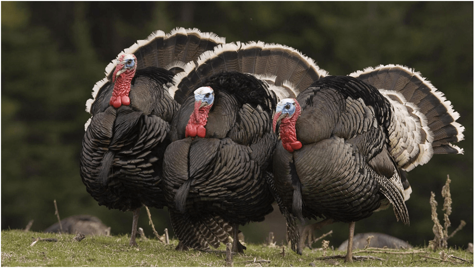 Bayramqabağı hinduşka ətinin qiymətində artım gözlənilir?