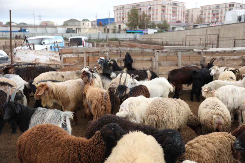 Salyan və Göygöldə heyvan bazarları fəaliyyətə başladı- FOTO