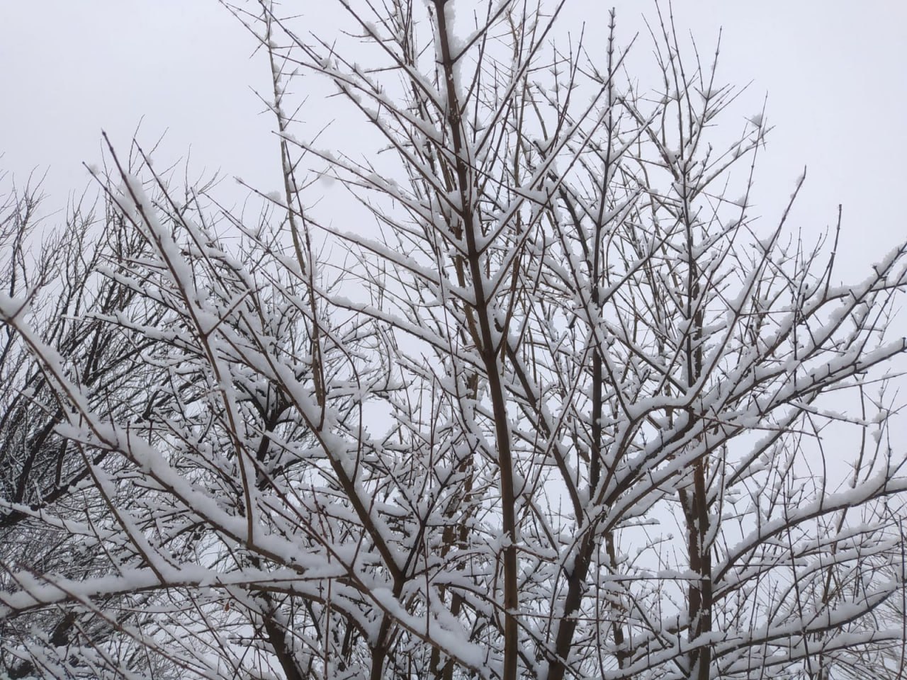 Şimal-Qərb rayonları ağ örpəyə büründü - FOTO/VİDEO