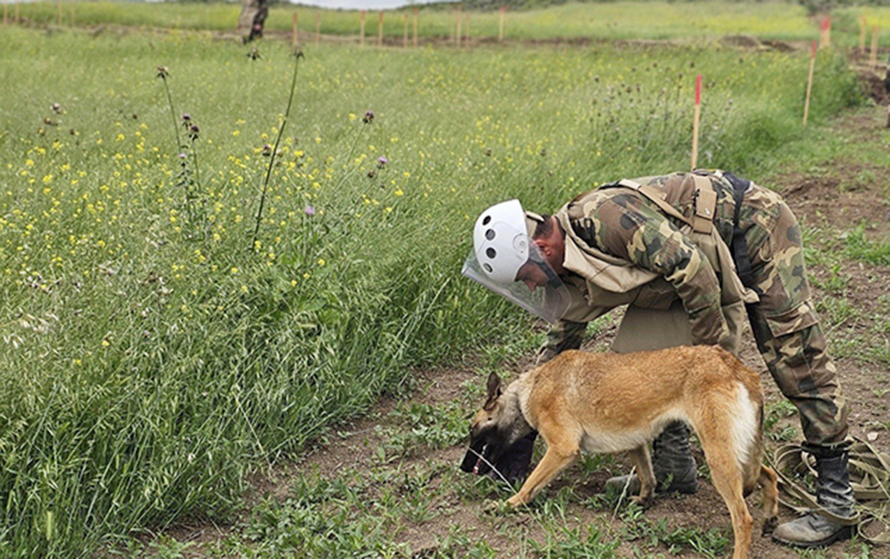Minatəmizləmədə heyvanlardan da istifadə ediləcək