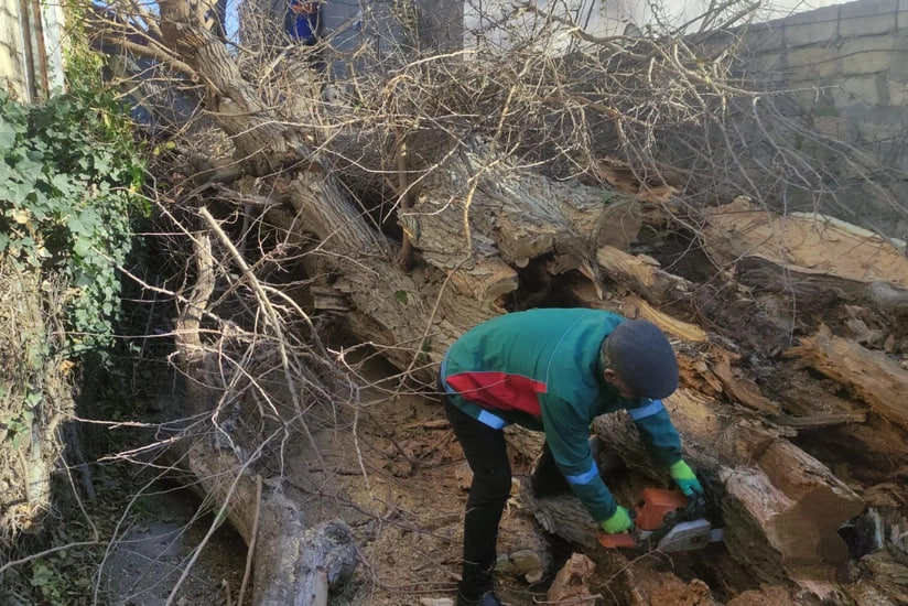 Bakıda güclü külək nəticəsində aşan ağacın fəsadları aradan qaldırıldı - FOTO