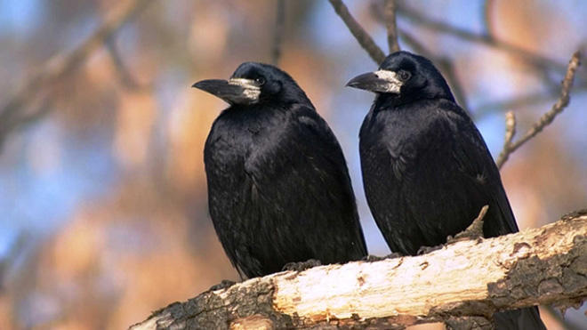 Qarğa qarıldaması nəyə işarədir? &ndash; Dünyanın ən ağıllı quşunun səsində gizlənən HƏQİQƏTLƏR