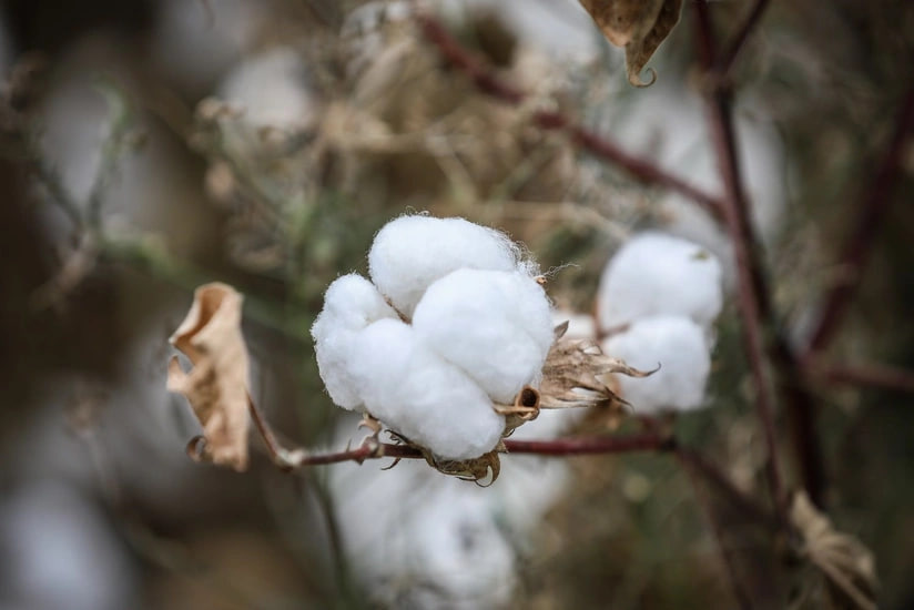 Azərbaycanda bu məhsulun istehsalı 34 faiz artdı