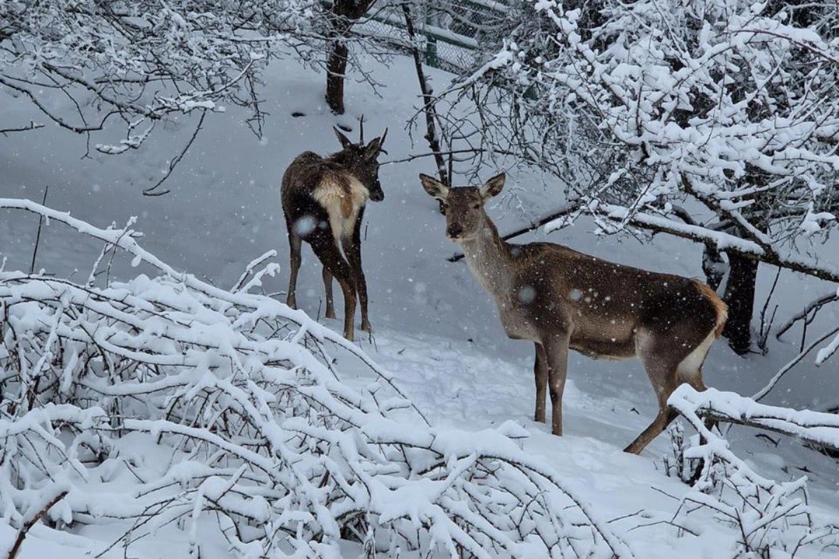 Şahdağ Milli Parkının qış mənzərəsi - VİDEO Şahdağ Milli Parkının qış mənzərəsi - VİDEO