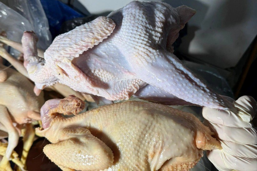 Rənglənən "kənd toyuqları"na kosmetik vasitələrdə istifadə olunan maddələr vurulurmuş – FOTO Rənglənən "kənd toyuqları"na kosmetik vasitələrdə istifadə olunan maddələr vurulurmuş – FOTO