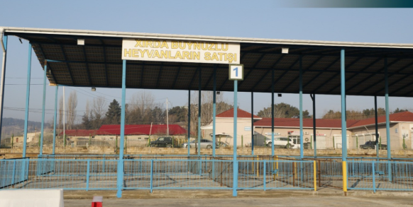Şamaxı və Göyçay heyvan satışı bazarları açıldı – FOTO Şamaxı və Göyçay heyvan satışı bazarları açıldı – FOTO