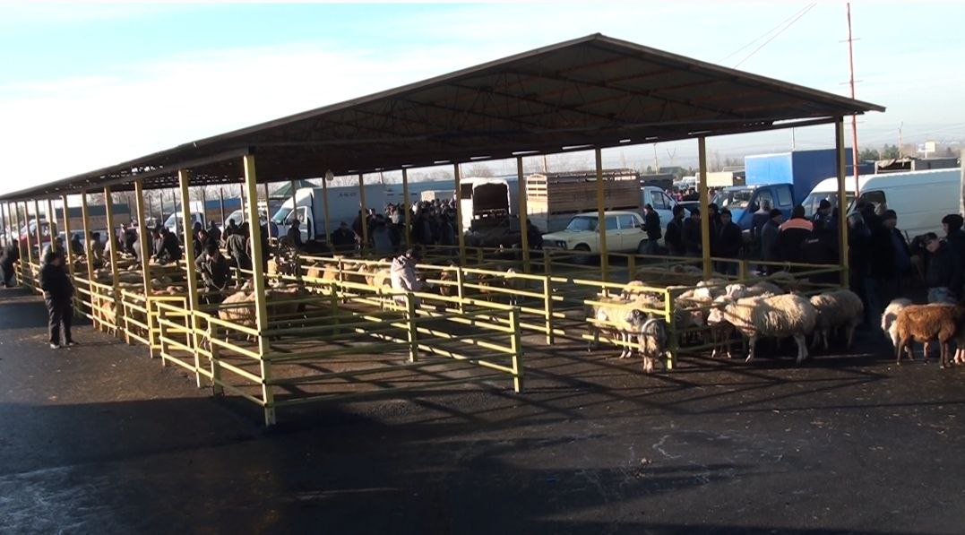 Göyçay mal bazarından REPORTAJ - FOTO