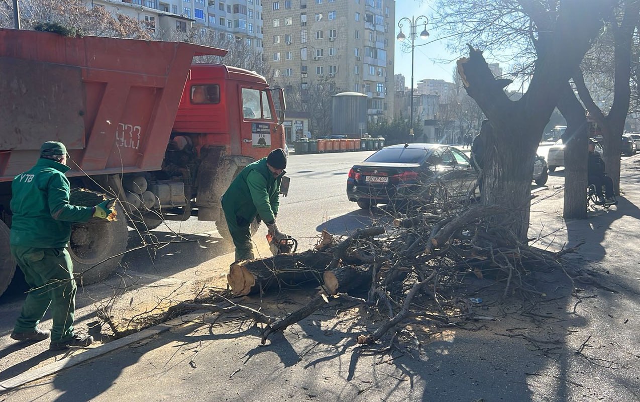 Küləkli havalarda təhlükəsizlik - Qurumuş və əyilmiş ağaclar öncədən KƏSİLİR? Küləkli havalarda təhlükəsizlik - Qurumuş və əyilmiş ağaclar öncədən KƏSİLİR?