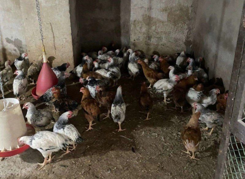 İsmayıllıda qanunsuz fəaliyyət göstərən quş kəsimi sexi AŞKARLANDI - FOTO