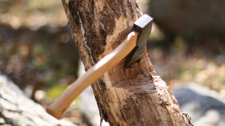 Oğuzda ağacları kəsməkdə şübhəli bilinən şəxs SAXLANILDI