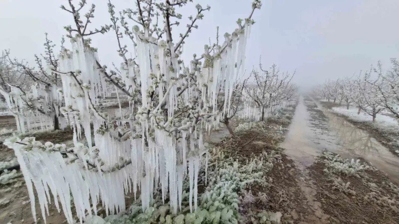 Qazaxıstanı don vurdu