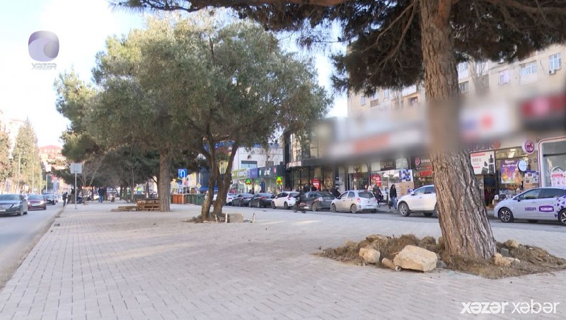 Əhmədlidə yaşıllıq məhv edilərək yerində restoran tikiləcək? - VİDEO