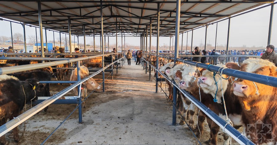 Ağcabədidə heyvan satışı bazarı fəaliyyətə başladı - FOTO