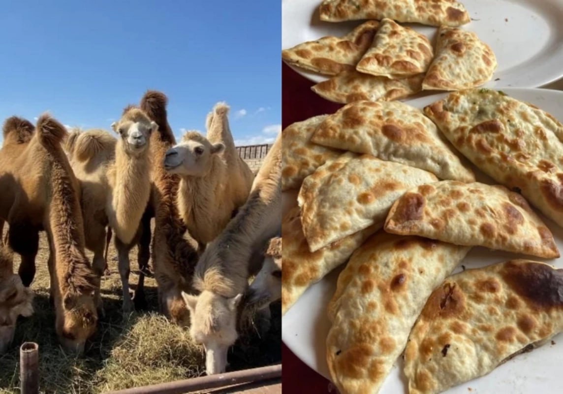 "Dəvə qutabı" adı ilə müştərilər aldadılır - İDDİA "Dəvə qutabı" adı ilə müştərilər aldadılır - İDDİA